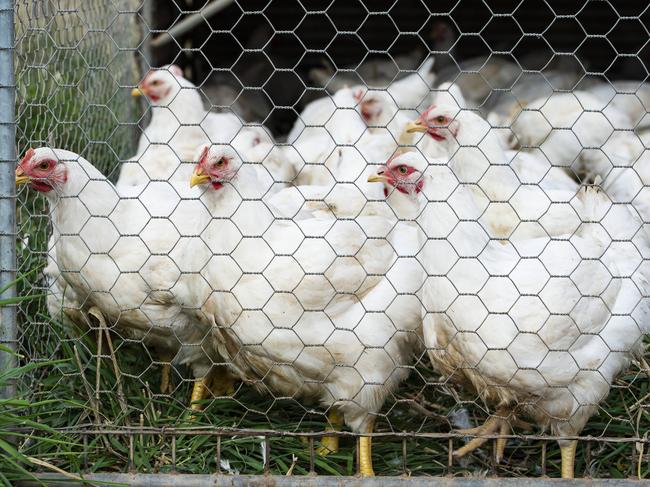 FARM: Yapunyah Meadows ChickensMandy and Ian McClaren run Yapunyah Meadow Grazed Chickens at Graytown. PICTURED: Generic meat chickens on the free range meat chicken farm at Graytown.PHOTOGRAPHER: ZOE PHILLIPS