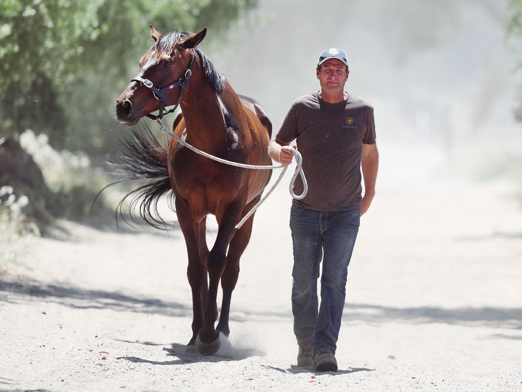 Horsham trainer Paul Preusker with his Melbourne Cup hope Surprise Baby. Picture: Micheal Klein