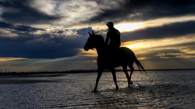 Winx during a workout at Altona Beach in 2016. Picture: Colleen Petch