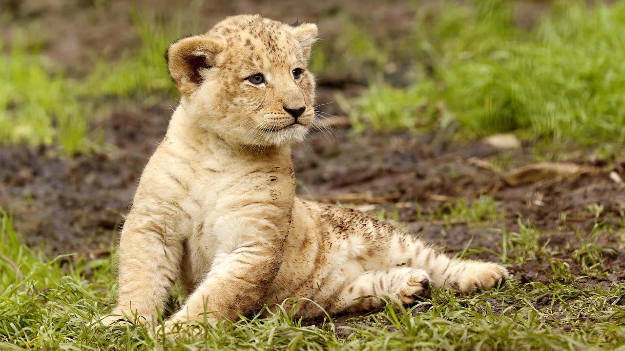 7 week-old Lion cub Roc with mum Chitwa at the Mogo Wildlife Park. Picture: Jonathan Ng