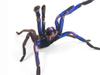 Creepy new tarantula species discovered