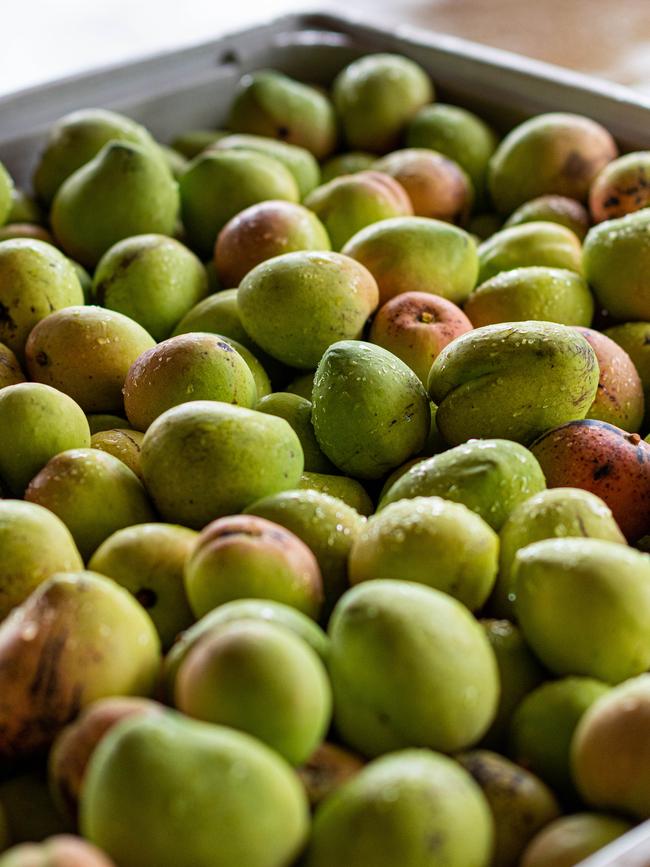 Mangoes from a Northern Territory producer are being taken off shelves after maggots were found. Picture: Che Chorley