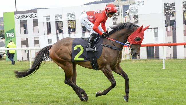 Saiko can break through for an overdue win. Picture: Bradley Photos