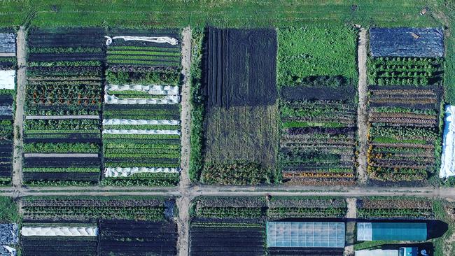 Green Cauldron Farm, Tyalgum.