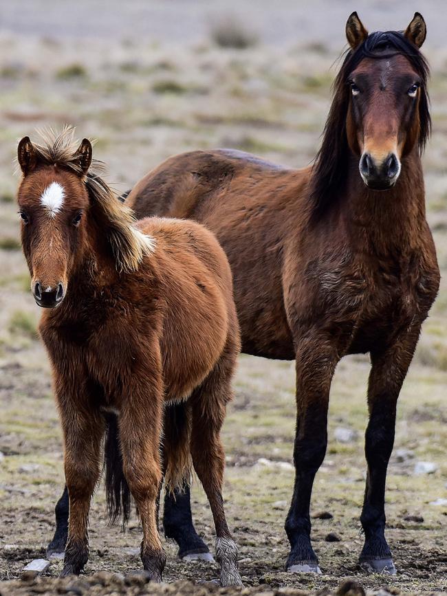 Brumbies on a baited trapsite. Picture: Paul McIver