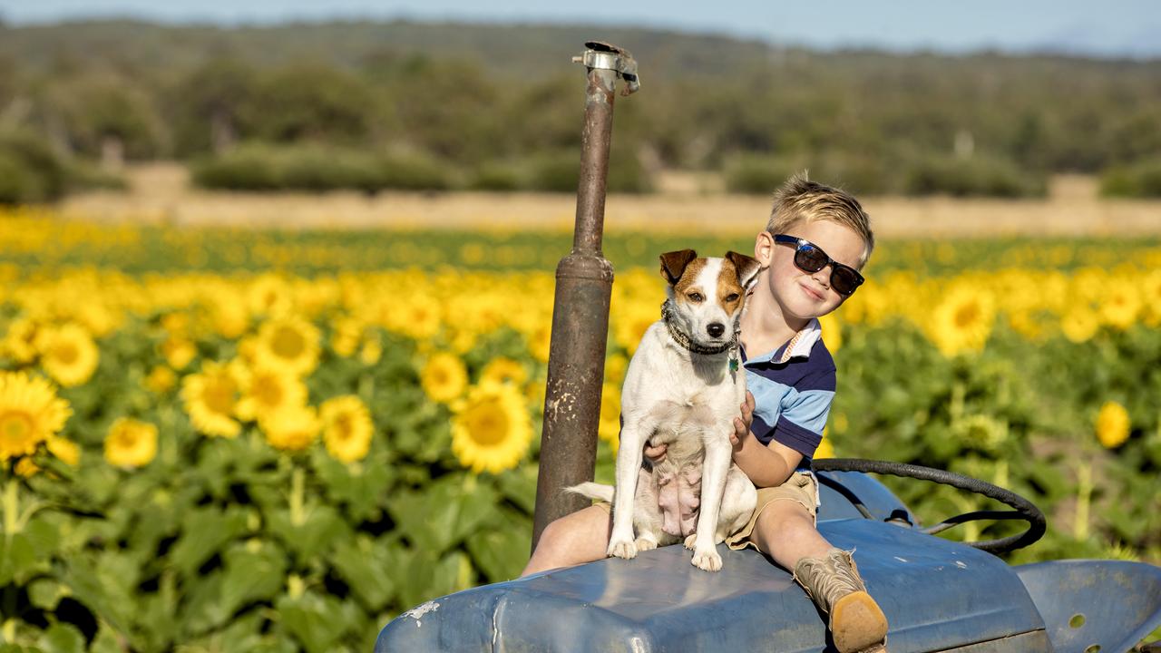 Pioneering sunflower farm still drawing the crowds