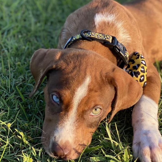 Arlo Weston: Takisha Maree's 2 year old Catahoula Leopard Dog