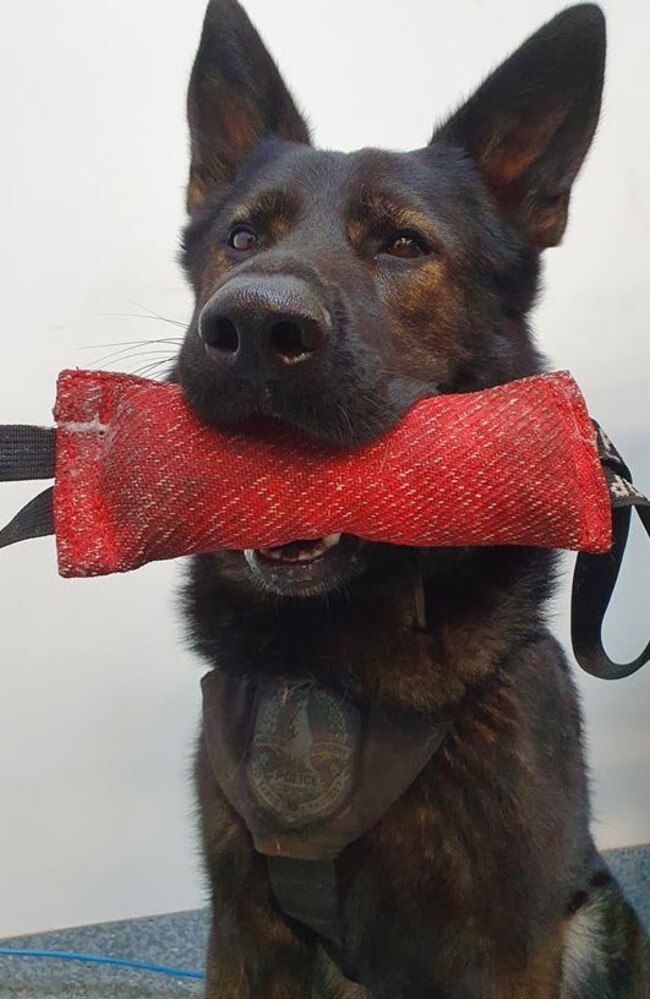 Patrol Dog Wedge was deployed to stop the three alleged offenders. Picture: PFES.