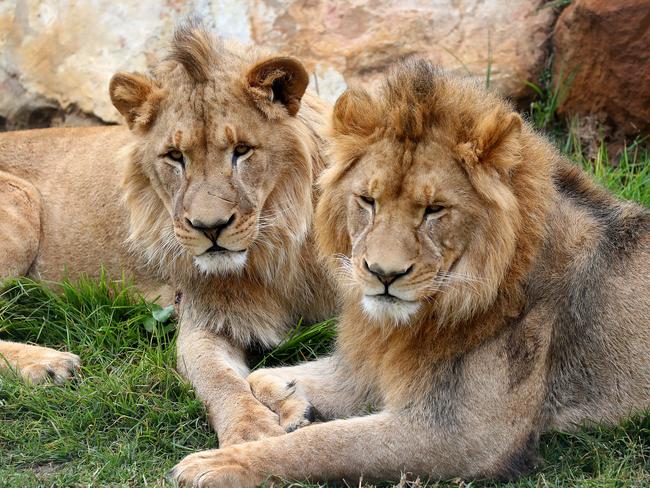 Brothers Karoo, Virunga, Sheru and Bakari make themselves comfortable. Picture: Toby Zerna