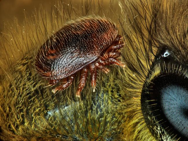 A varroa mite on the back of a honeybee. Picture: Antoine Franck