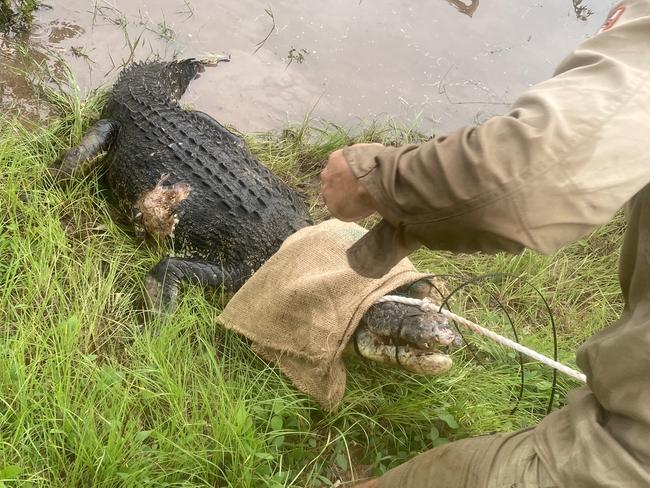 3.1m croc pulled from culvert