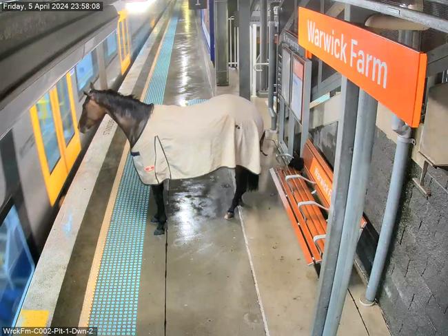 A horse has been captured on CCTV walking onto a train platform at Warwick Farm. Picture: Supplied