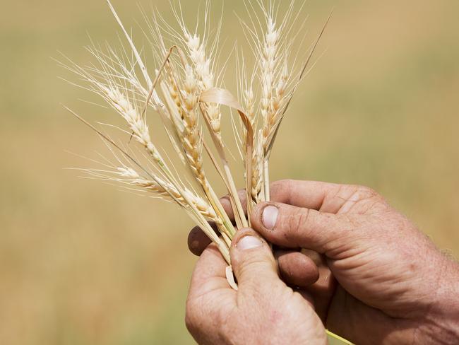 Boort farmer Richard Cockerell holds a handful of dead wheat. Picture: Nathan Dyer