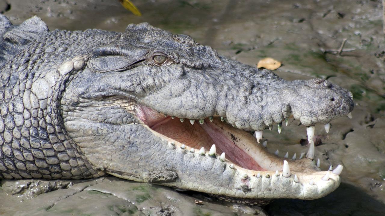 ‘Problem’ crocodile lunges at fisherman in Qld