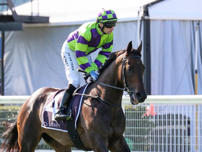 Brazen Style on the way to the barriers prior to the running of  the Senet Peter Le Grand Stakes at Caulfield Racecourse on February 10, 2024 in Caulfield, Australia. (Photo by George Sal/Racing Photos via Getty Images)