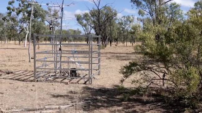 How Bravus uses radio tracking to monitor black-throated finch population