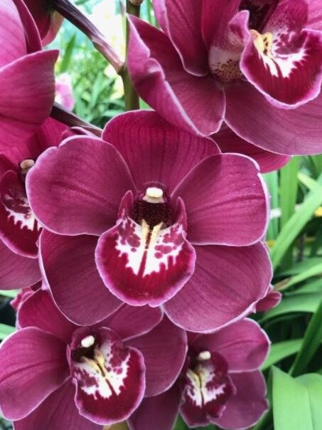 <i>Cymbidium, </i>‘Alexandras Fury Clontarf’.