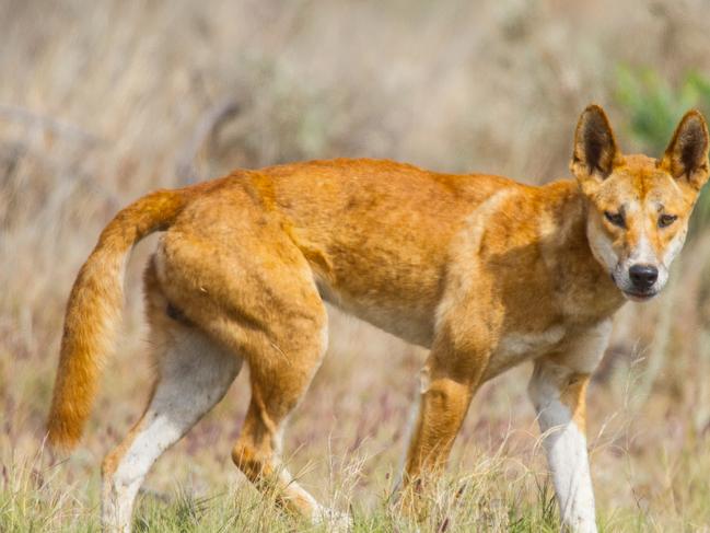 Dingo in Exmouth, Western Australia