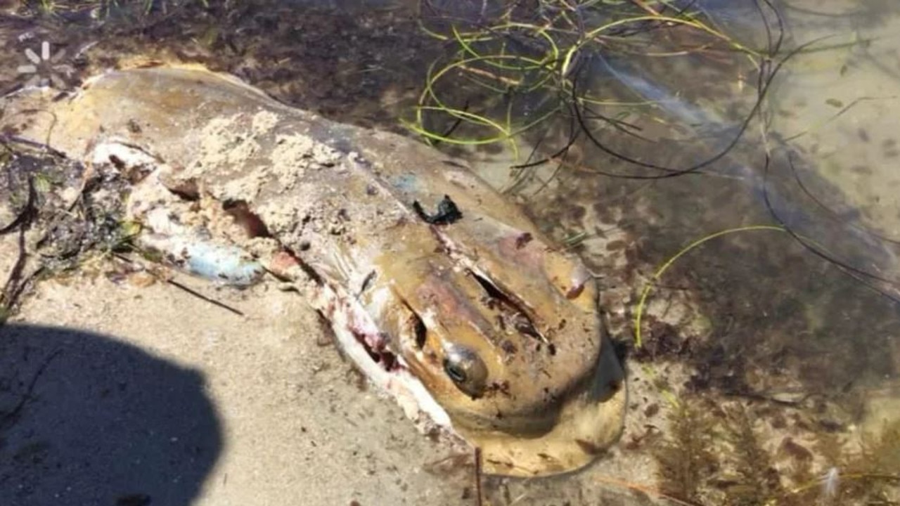 Stingray found disfigured at the Swan river. Picture: Facebook