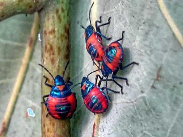 Insects at the park in Torquay. Picture: Toni Darlington