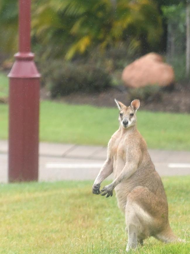 George Versus the Kangaroo