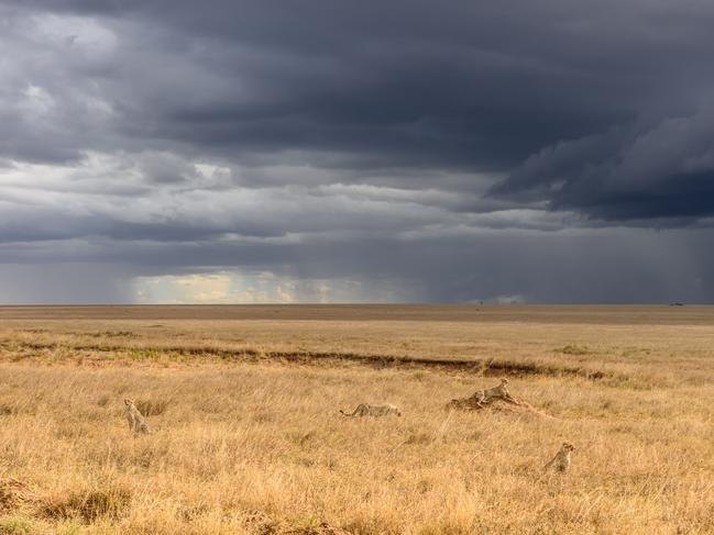 Fred Vogt’s image of cheetahs gallivanting across the Maasai Mara, Kenya. Picture: Fred Vogt