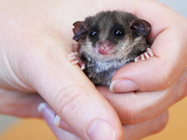 An Eastern Pygmy Possum. Picture: Tim Hunter.