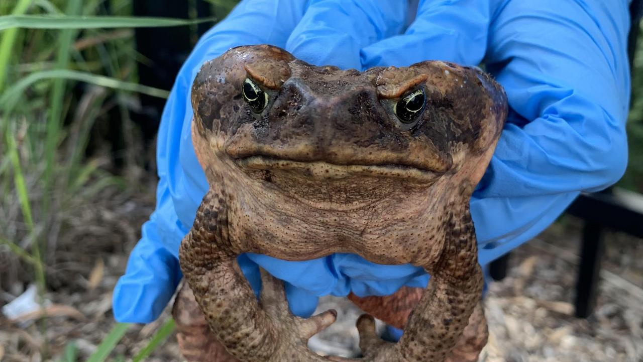 Queenslanders to battle cane toads - UQ News - The University of  Queensland, Australia