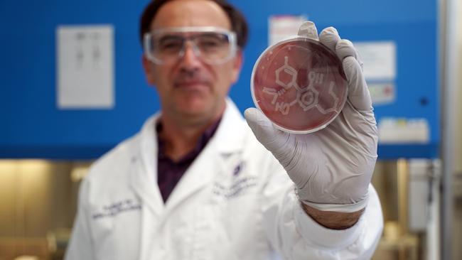 Centre of Superbug Solutions Director Dr Mark Blaskovich with an agar plate containing the chemical structure of CBD drawn with aureus bacteria (MRSA). Picture: Institute for Molecular Bioscience, University of Queensland