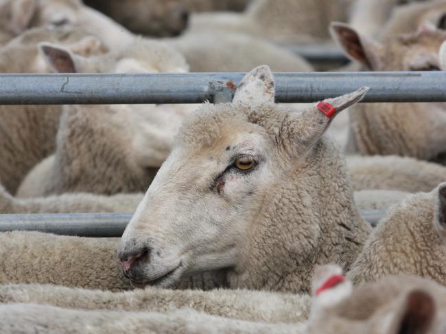 Red label: Domestic lambs are commanding premium prices, with supply still a key driver in the market. Picture: Karolin MacGregor