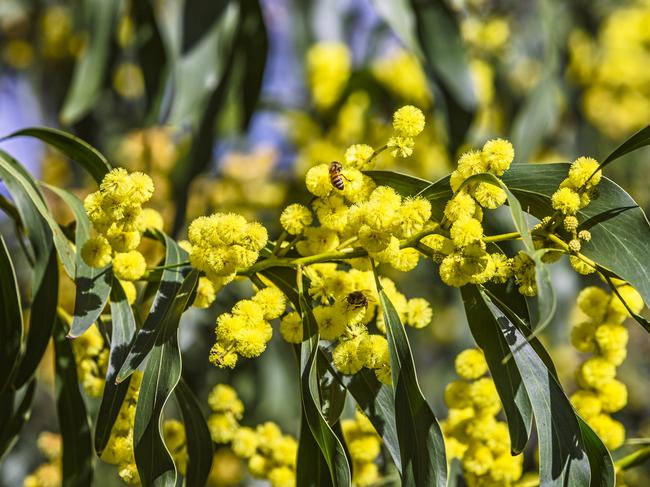 Two honey bees gathering pollen and nectar from bright yellow native Australian wattle blooms - new buds evident: acacia pycnantha (golden wattle); focus on bee and flowers in middle of frame. Yellow is dominant colour