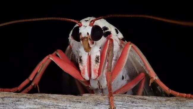 Moth antenna technology could work where sniffer dogs can’t. Picture: Supplied