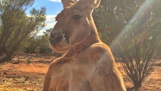 Roger, a male red kangaroo, hugs a bunny he received as an Easter gift from a fan in England. MUST CREDIT Picture: Kangaroo Sanctuary Alice Springs