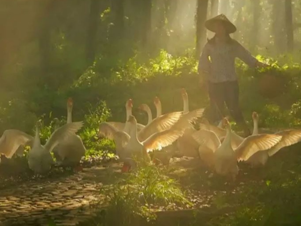 These geese have been trained to pose for photos in a staged shot with deliberately filtered light. Picture: LvXingZhecareer/Weibo