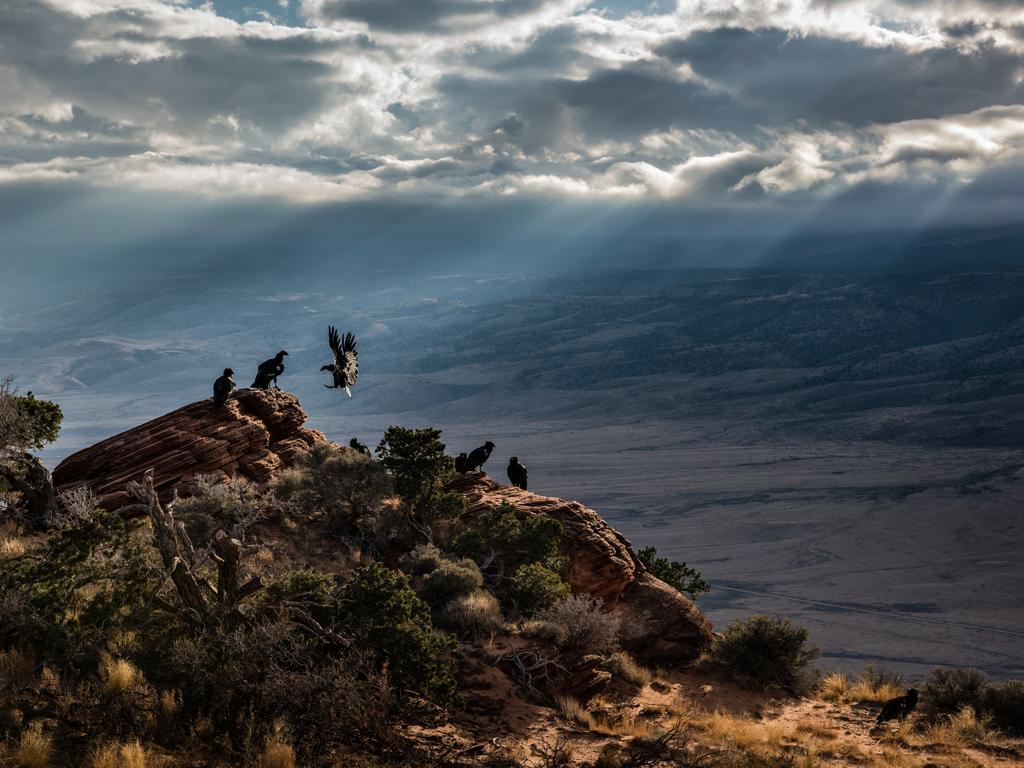 Bird Photographer of the Year Awards 2017 . Condor god-rays. Category: Birds in the Environment Awards: Honourable Mention Photographer: John Sherman. “Numbering 74, the Arizona/Utah Condor population is the largest of the wild populations of California Condors. Condors are very social birds. Over ten percent of the population is seen here convening atop Vermilion Cliffs. Location: Vermilion Cliffs, Arizona