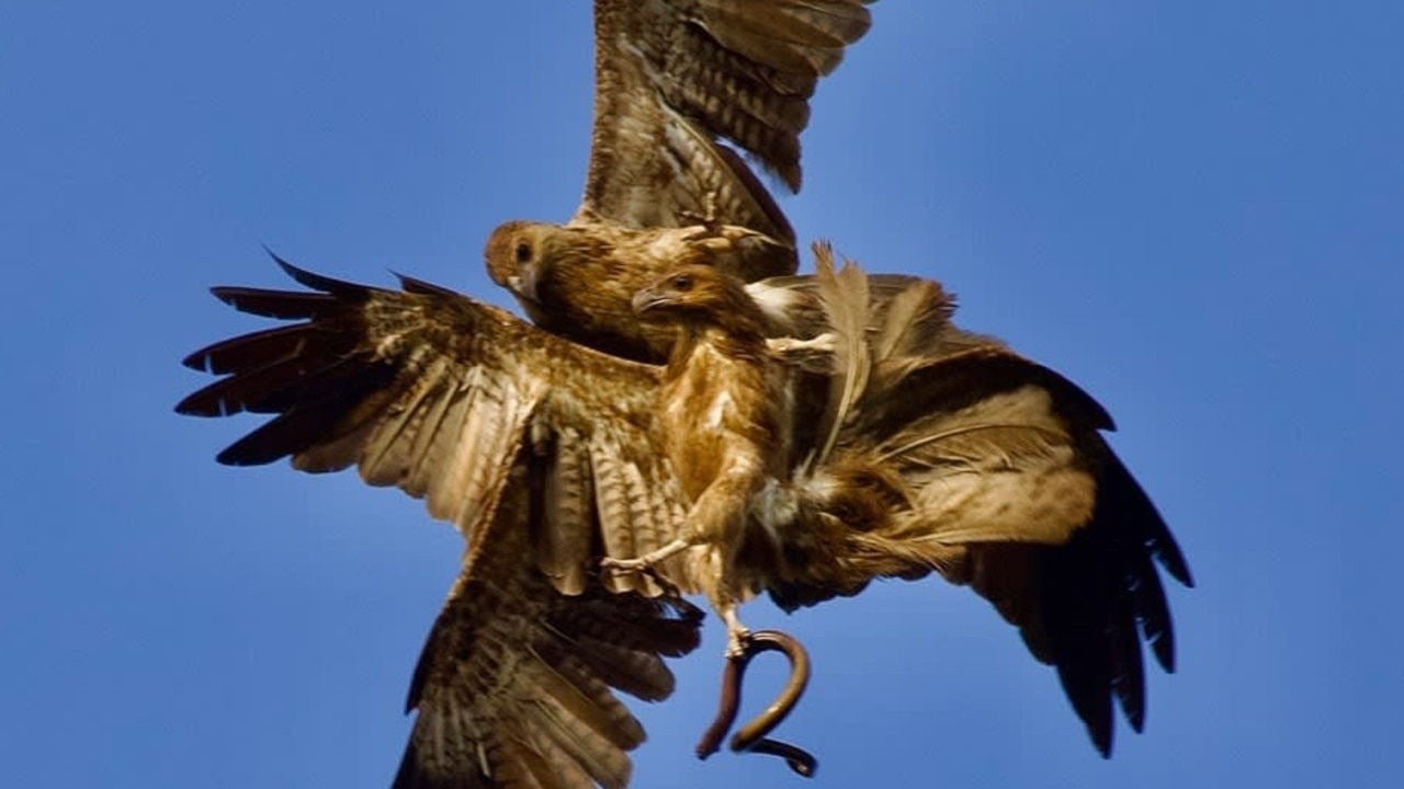 Mine Worker Daniel Train Snaps Eagles Fighting Over Snake Outside 