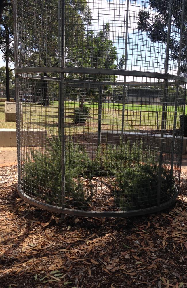 The cage containing the Loen Pine seedling.