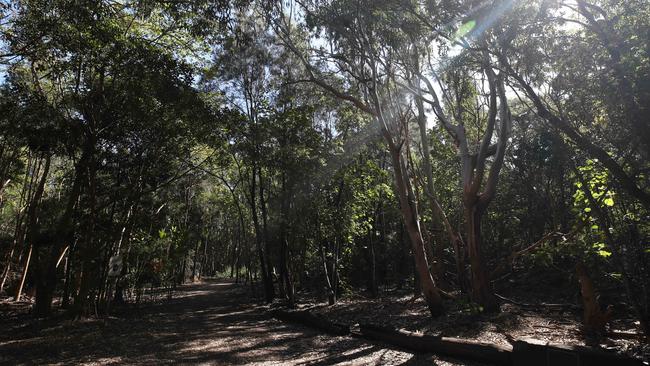 Fire ants have been detected at Philip park on The spit near federal walk. Picture Glenn Hampson