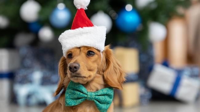 Protect your curious pets from hazards by avoiding putting enticing food filled presents under the tree. Image: supplied.