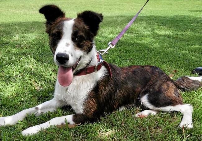 Rex is pet of the week at Coffs Harbour RSPCA shelter. Picture: Rachel Vercoe