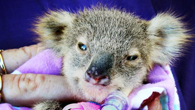 Starving koala joey Ebony rescued on North Stradbroke Island | news.com ...