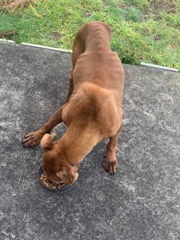 The starving dog which was found rummaging through front yard at Seaford. Picture: Supplied