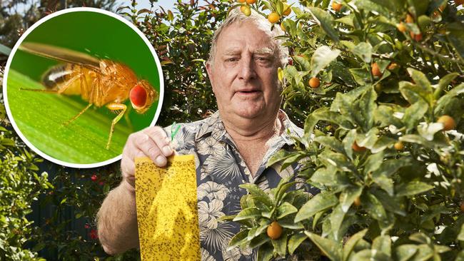 Ian Pickett catching citrus gall wasps at his home in Fulham. Picture: Matt Loxton. Inset: A common male fruit fly