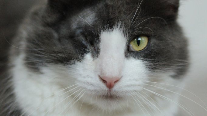 Marcello the cat is looking for a new home. Picture: Contributed