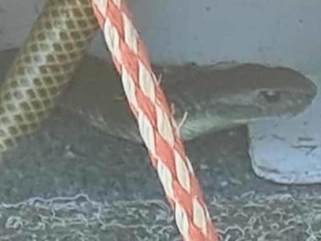 A Victorian fisherman discovered he was sharing his vessel with a
 tiger snake. Photo: Gippsland Snake Catchers, Facebook