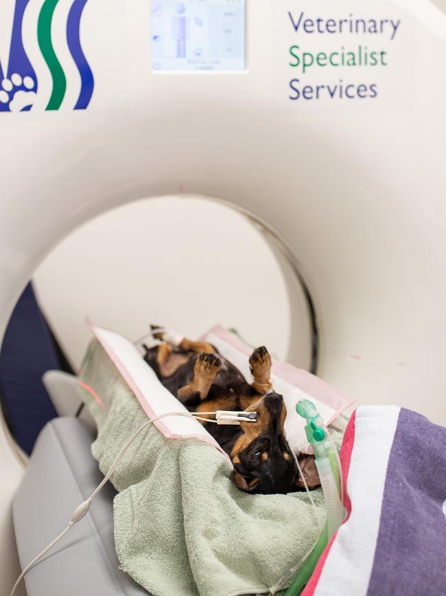 A dachshund seized from the Storybook Farm-Sacred Animal Hospital gets checked at the Veterinary Specialist Services in Jindalee this week. Picture: RSPCA Qld.