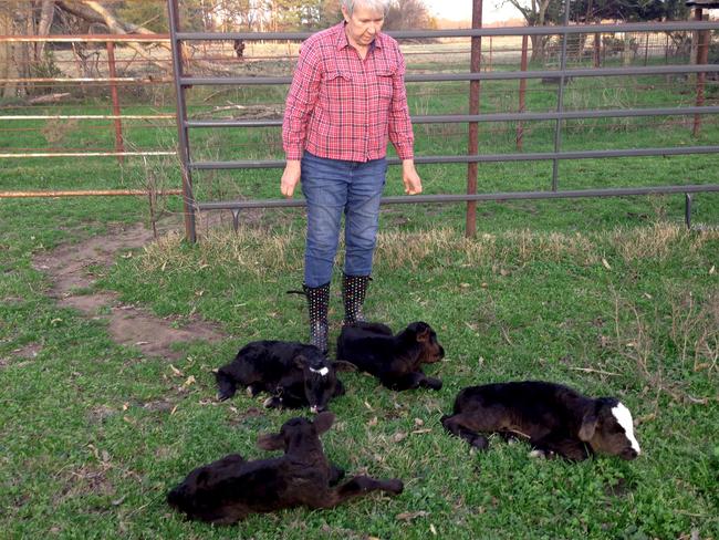 This photo provided by Jimmy Barling shows his wife, Dora Rumsey-Barling among four newborn calves on March 16, 2015, near DelKalb, Texas. A momma cow has apparently defied great odds and given birth to four calves. Barling said Monday, March 23, 2015, that DNA tests will be done to satisfy those who question the veracity of the calves’ births from one mother, the odds of which were 1 in 11 million. (AP Photo/Jimmy Barling)