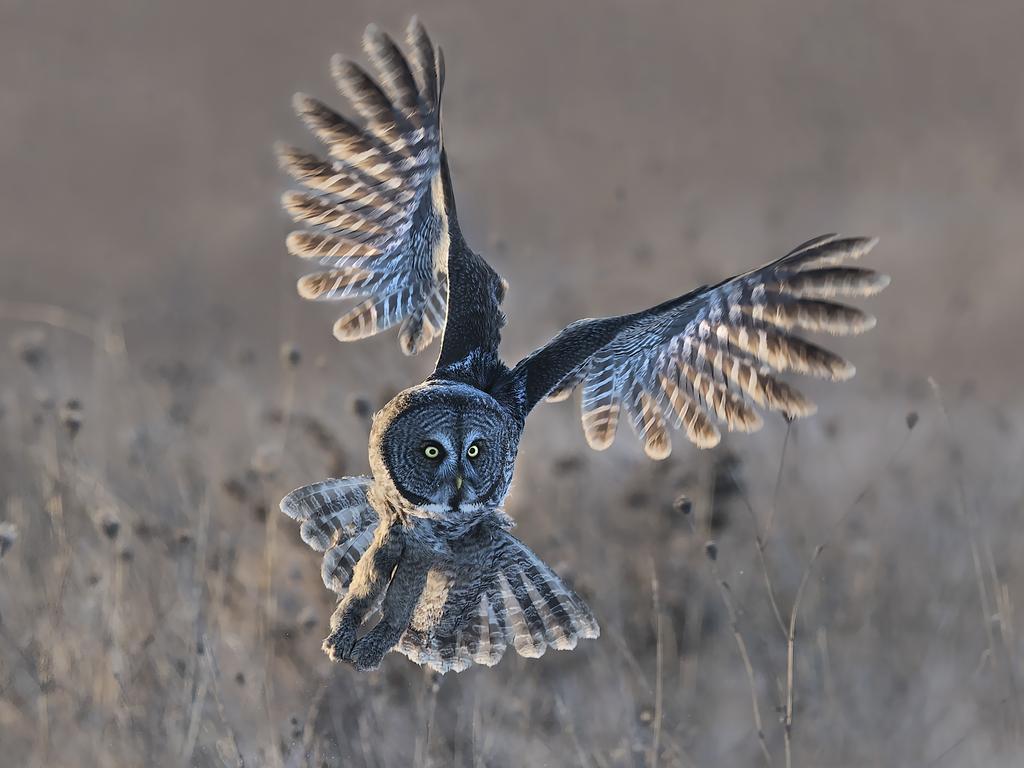 Photo by Tin Sang Chan / National Geographic Nature Photographer of the Year contest Great Gray Owl Taking Off Great Gray Owl Taking Off in winter