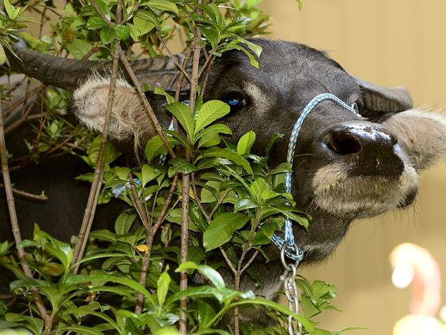 ‘Mmmmmmmm are they azaleas that I can smell?’ Picture: John Appleyard