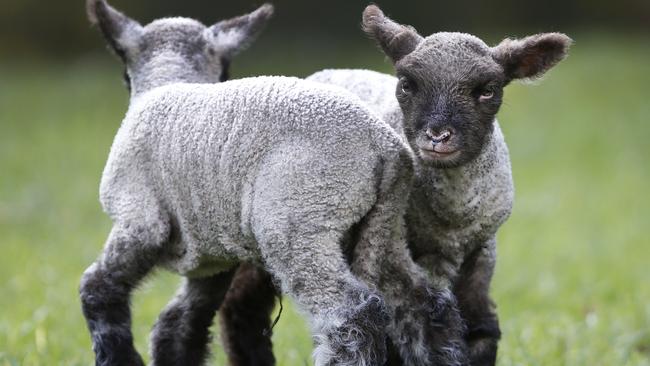 Lambs play together in a paddock. Picture: David Caird